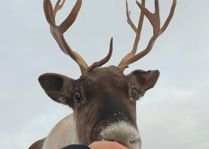 Mikkelvik Brygge Ferienhaus *