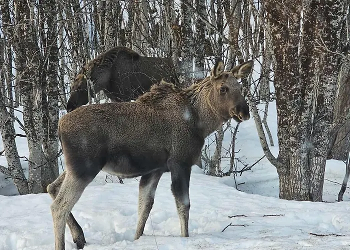 Mikkelvik Brygge Ferienhaus *